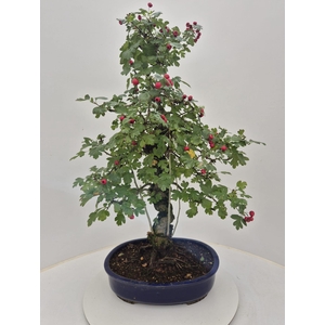 Crataegus cuneata