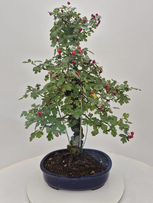 <h4>Crataegus cuneata</h4>