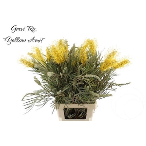 GREVI RO YELLOW AMIT