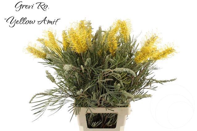 <h4>GREVI RO YELLOW AMIT</h4>