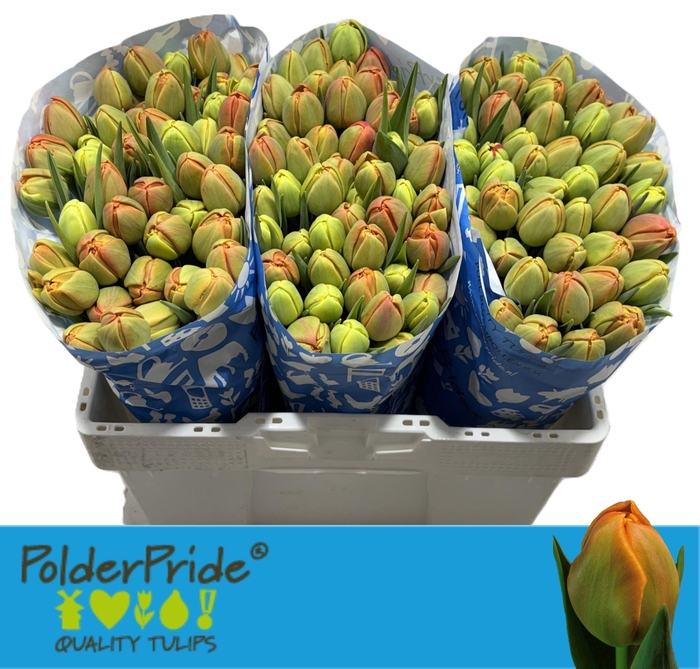 <h4>TU DU ICOON</h4>