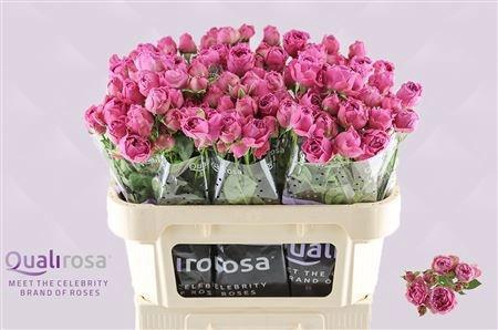 <h4>R TR MISTY BUBBLES</h4>