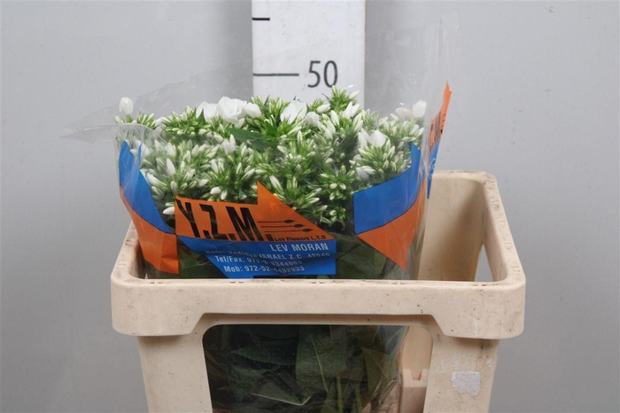 <h4>Phlox P Whitecap</h4>