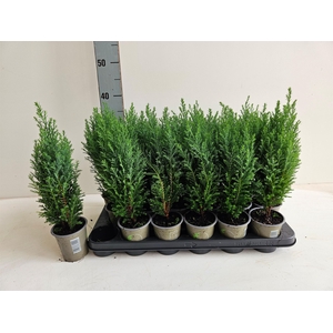 Chamaecyparis laws. 'Ellwoodii'