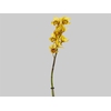CYMBIDIUM HT MIN 5 FLS LARANJA