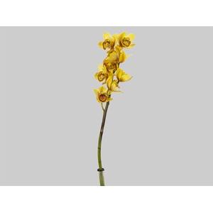 CYMBIDIUM HT MIN 5 FLS LARANJA