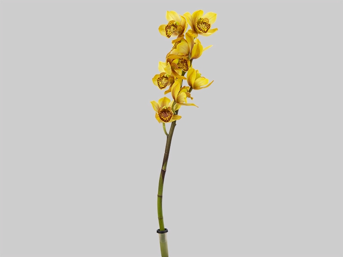 <h4>CYMBIDIUM HT MIN 5 FLS LARANJA</h4>