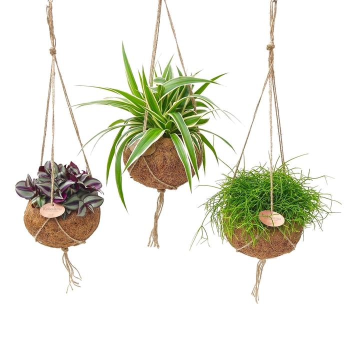 <h4>Planten Groen   ...mix  5</h4>