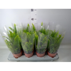 Nephrolepis exal. 'Green Lady'