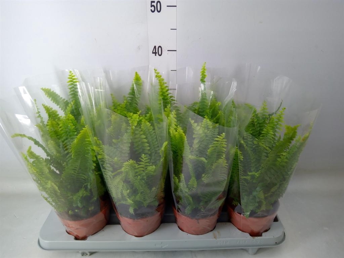 <h4>Nephrolepis exal. 'Green Lady'</h4>