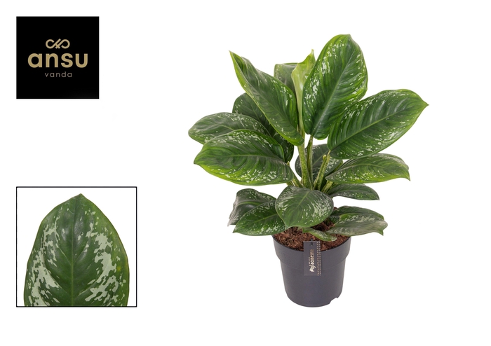 <h4>Aglaonema Onyx Green</h4>