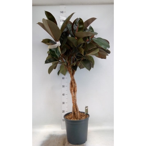 Ficus elastica 'Burgundy'