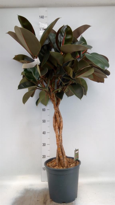 <h4>Ficus elastica 'Burgundy'</h4>