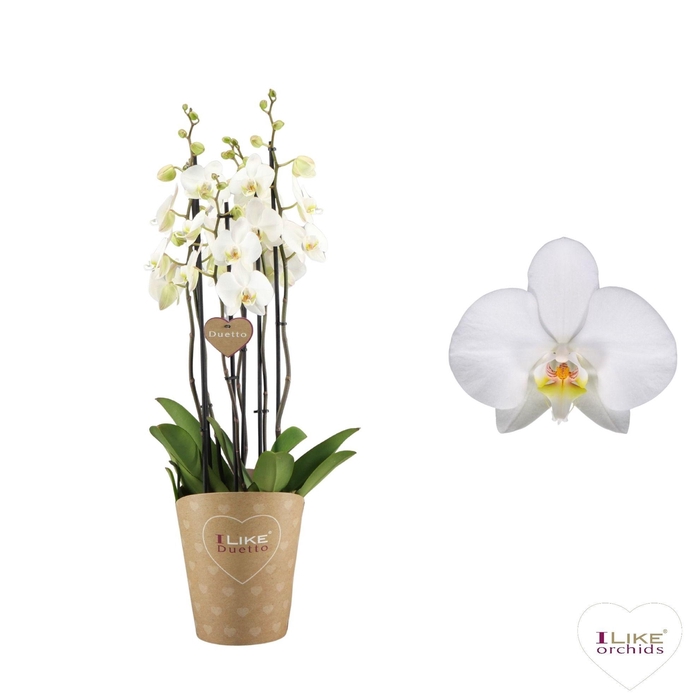 <h4>Duetto Leeds - 6 tak</h4>