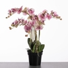 AF Phalaen x5 pot 66cm Pink