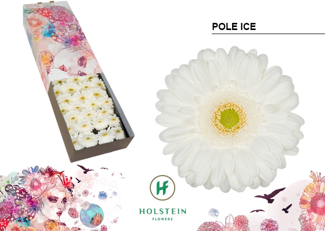 <h4>Gerbera Pole Ice Doos</h4>