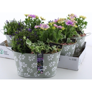ARR TUINPLANTEN