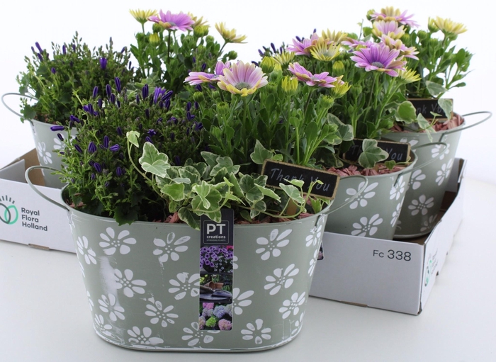 <h4>ARR TUINPLANTEN</h4>