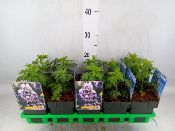 <h4>Aconitum cammarum 'Bicolor'</h4>
