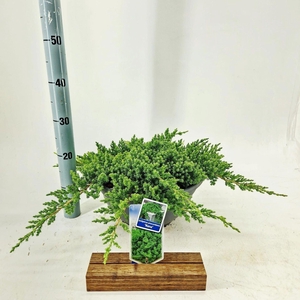 Juniperus procumbens Nana