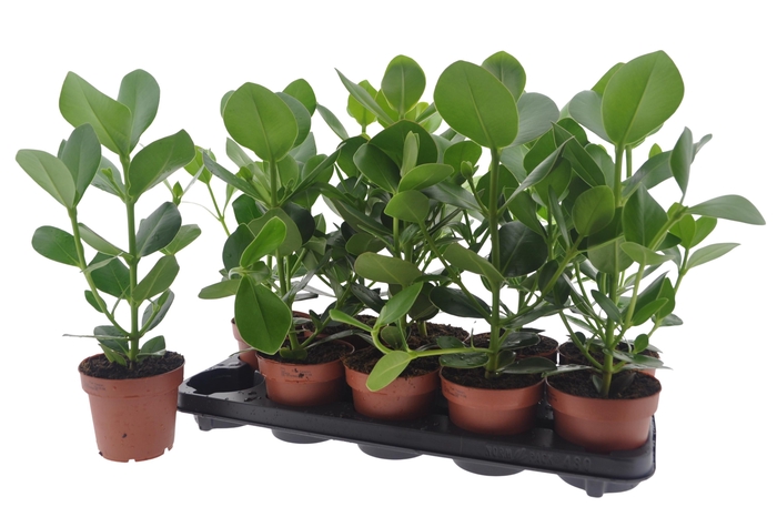 <h4>CLU RO PRINCESS</h4>