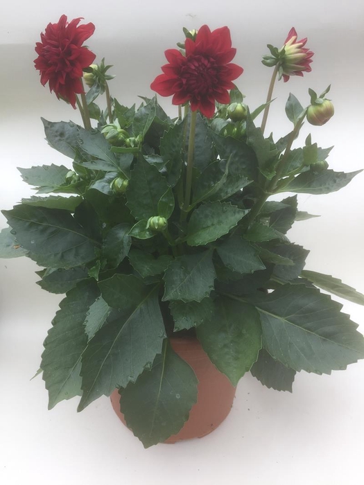 <h4>DAHLIA-HYBRID p21</h4>