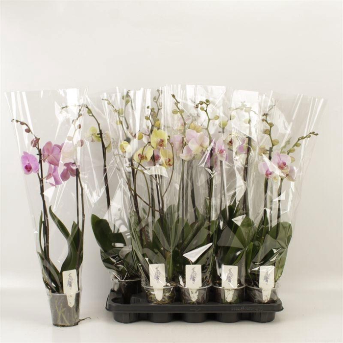 <h4>PHAL GEM 5 KL</h4>