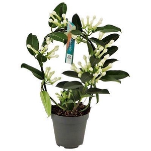 Stephanotis boog 9-10 tros p12