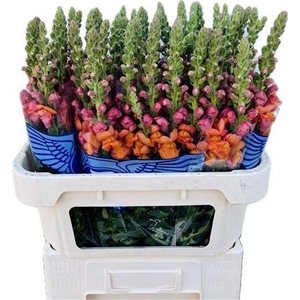 Antirrhinum Avignon Deep Orange