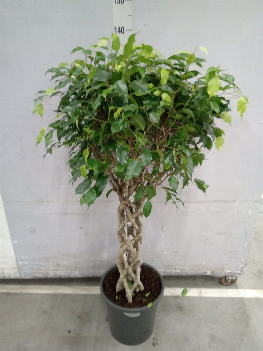 <h4>Ficus benja.   ...</h4>