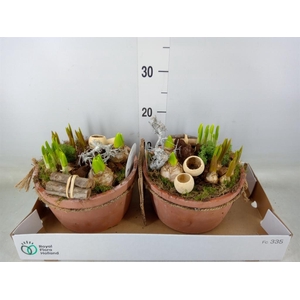 Arr.   Bol/Knolgewas L%