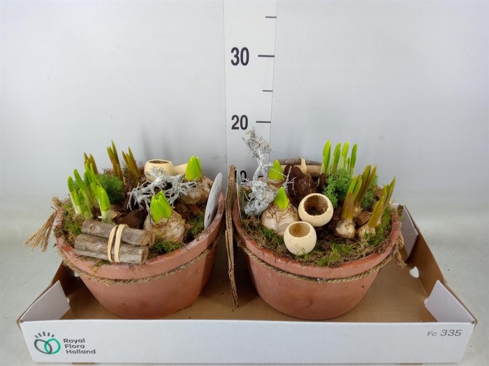 <h4>Arr.   Bol/Knolgewas L%</h4>