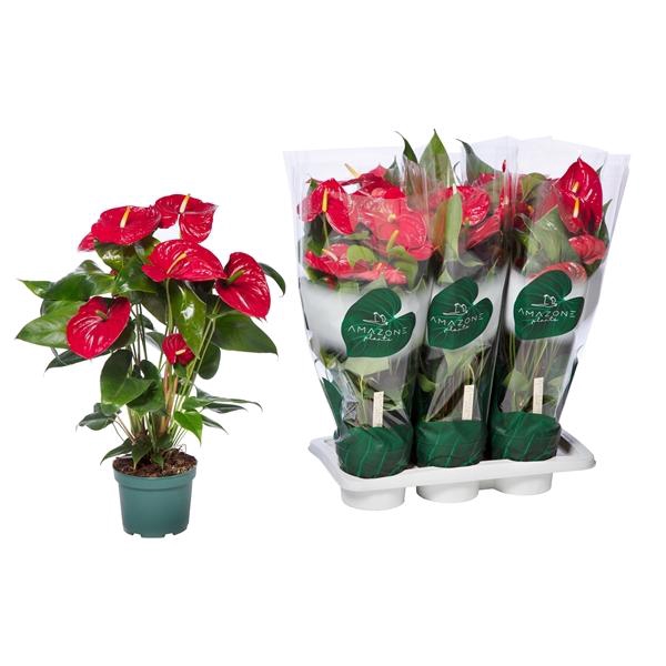 Anthurium Andreanum Grp Nevada