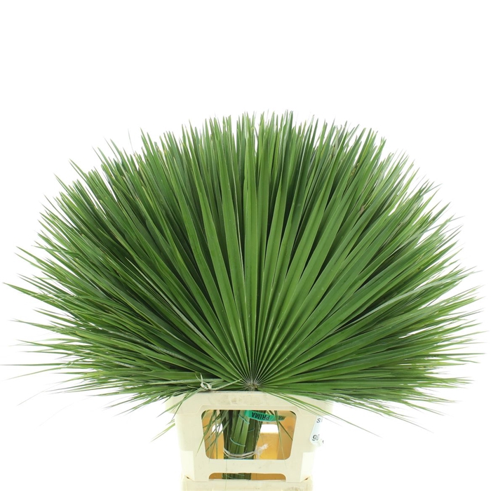 <h4>Palm Leafs Fresh Extra</h4>