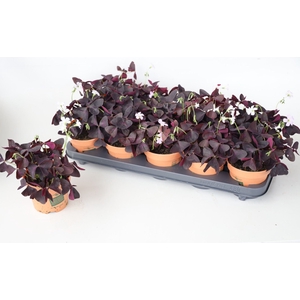 Oxalis triangularis subsp. triangul