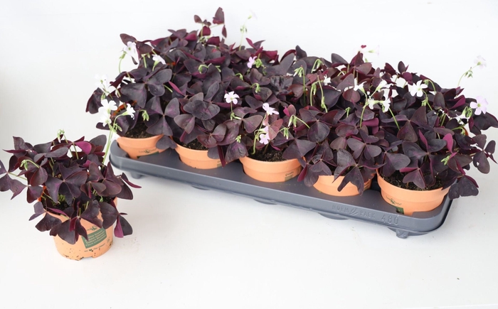 <h4>Oxalis triangularis subsp. triangul</h4>