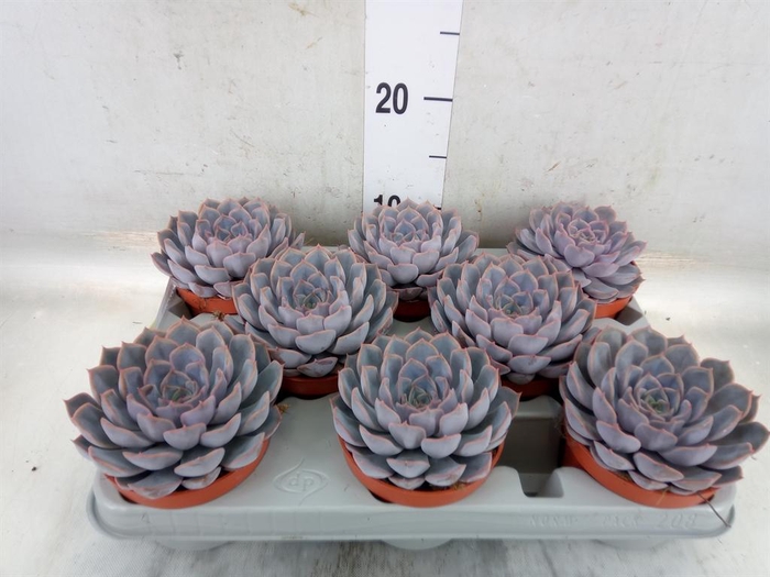 <h4>Echeveria  'Orion'</h4>