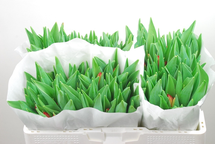 <h4>TU EN RED STONE</h4>