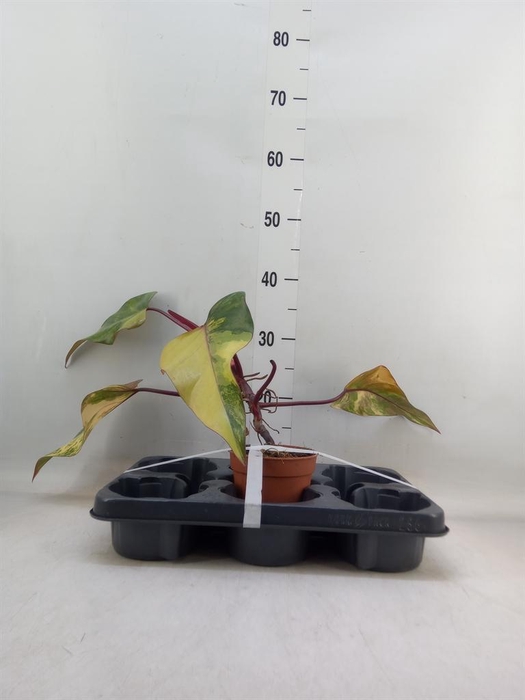 <h4>Philodendron   ...</h4>