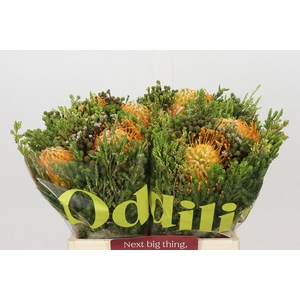 BQ Nutans 2 Flower