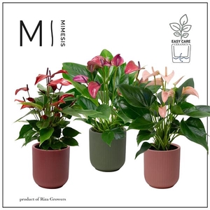 Anthurium Andreanum Grp gemengd