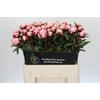 Paeonia Reine Hortense
