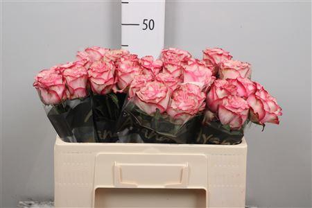 <h4>R Gr Country Candy</h4>