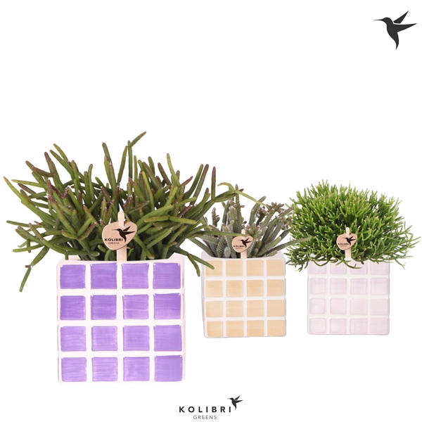 <h4>Kolibri Greens Rhipsalis mix in Mosa pot pink mix</h4>