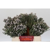 Kaaps Groen Silver Brunia