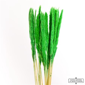 Dried Fluffy Pampas Light Green Bunch Slv