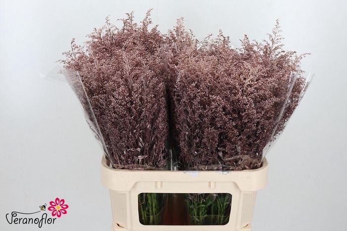 <h4>SOLI OV KLB H%</h4>