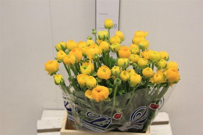 <h4>Ran El Yellow</h4>