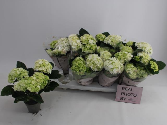 HYDR M WHITE X8