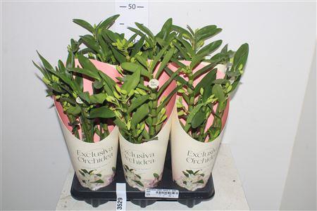 <h4>Dendrobium Nobile, Tweety 3-spike</h4>